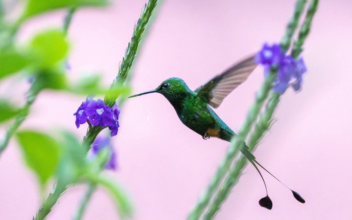 Rufous-booted Racket-tail (Anna's) - ML645929971