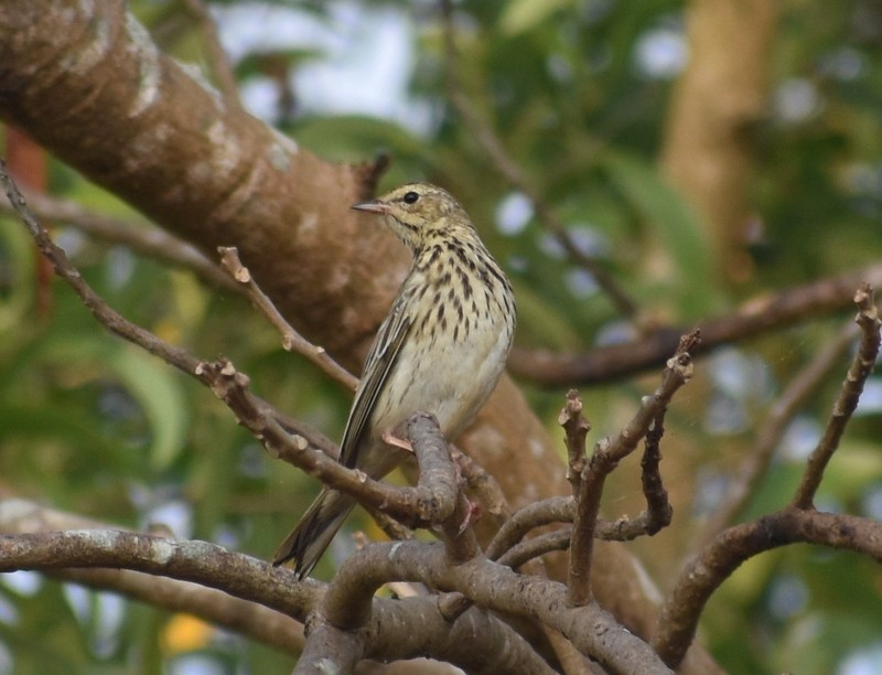 Tree Pipit - ML645929972