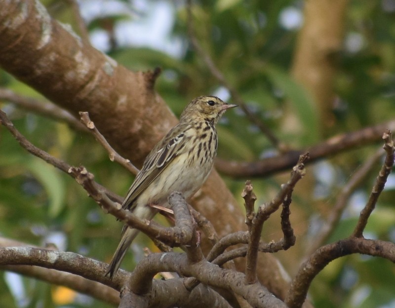 Tree Pipit - ML645929973