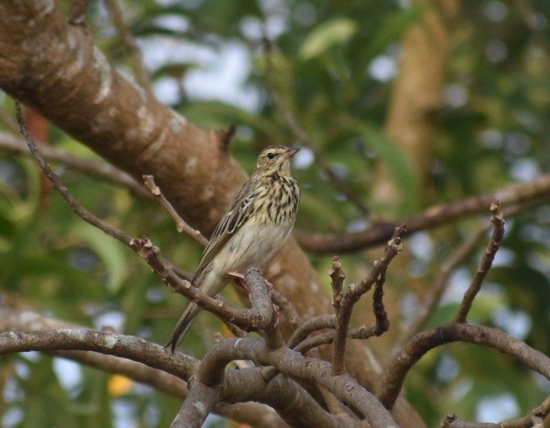 Tree Pipit - ML645929974