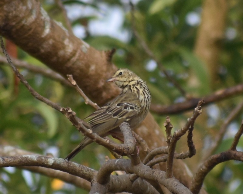 Tree Pipit - ML645929975