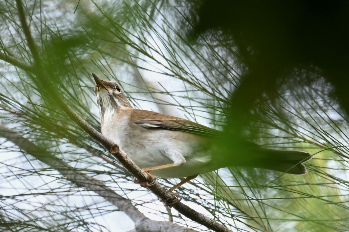 シロハラ - ML645929976