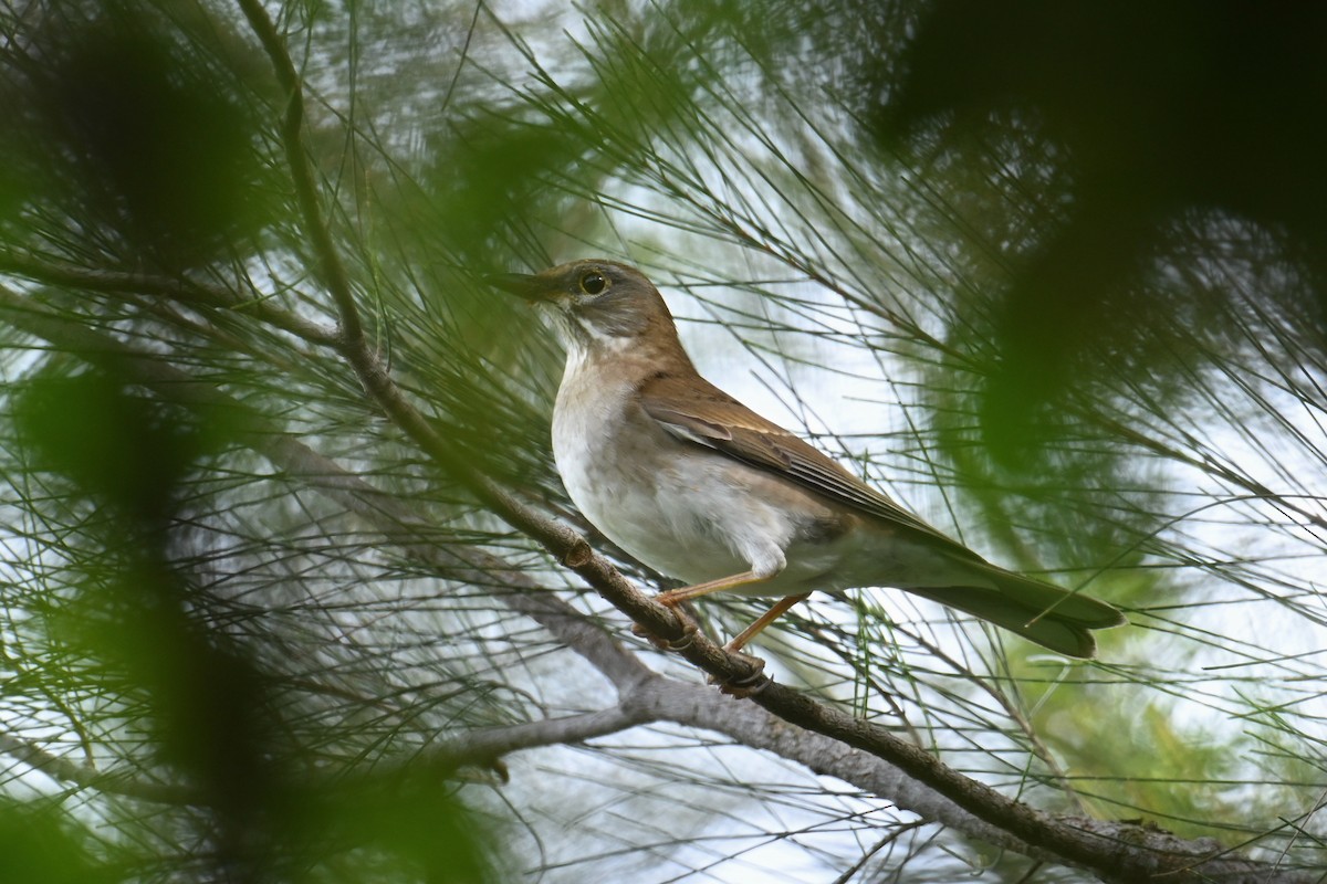 シロハラ - ML645929977