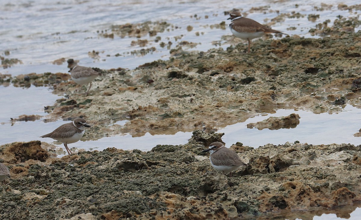 ウィルソンチドリ - ML645929978