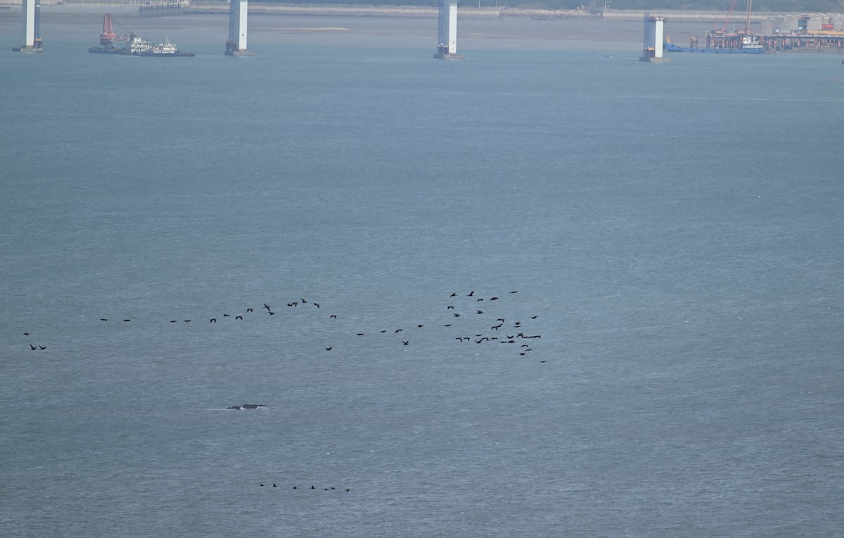 カワウ（sinensis／hanedae） - ML645929980