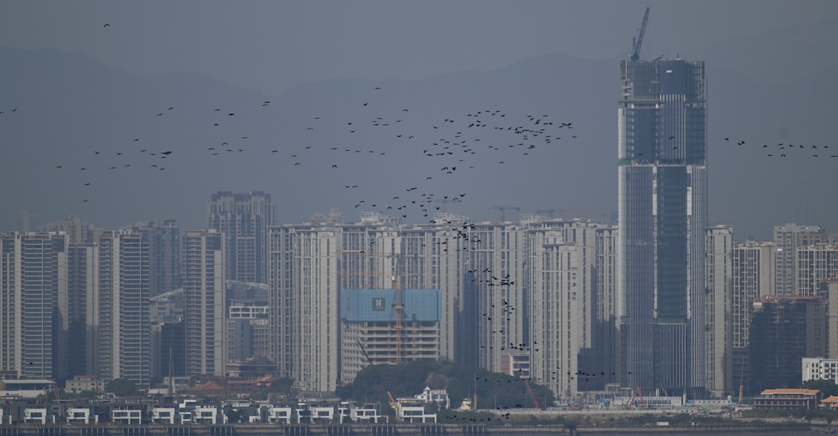 カワウ（sinensis／hanedae） - ML645929981