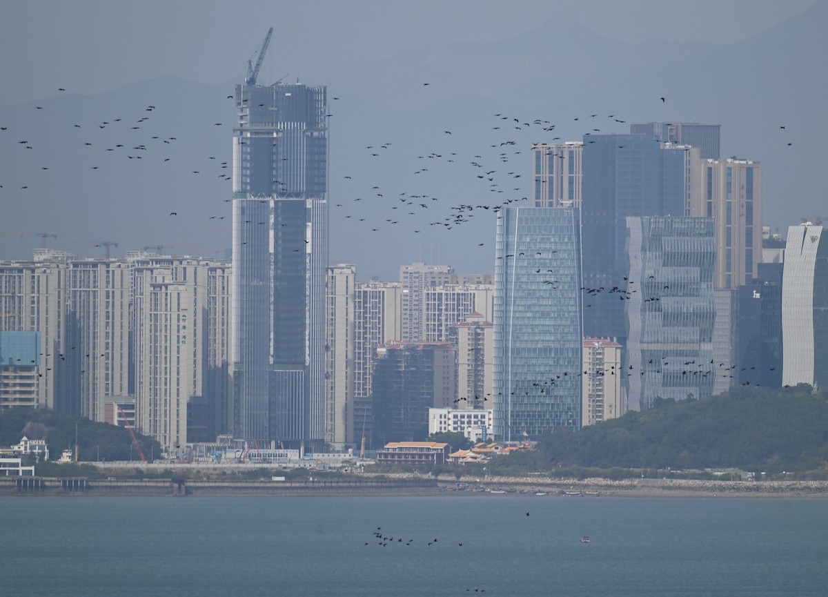 カワウ（sinensis／hanedae） - ML645929982