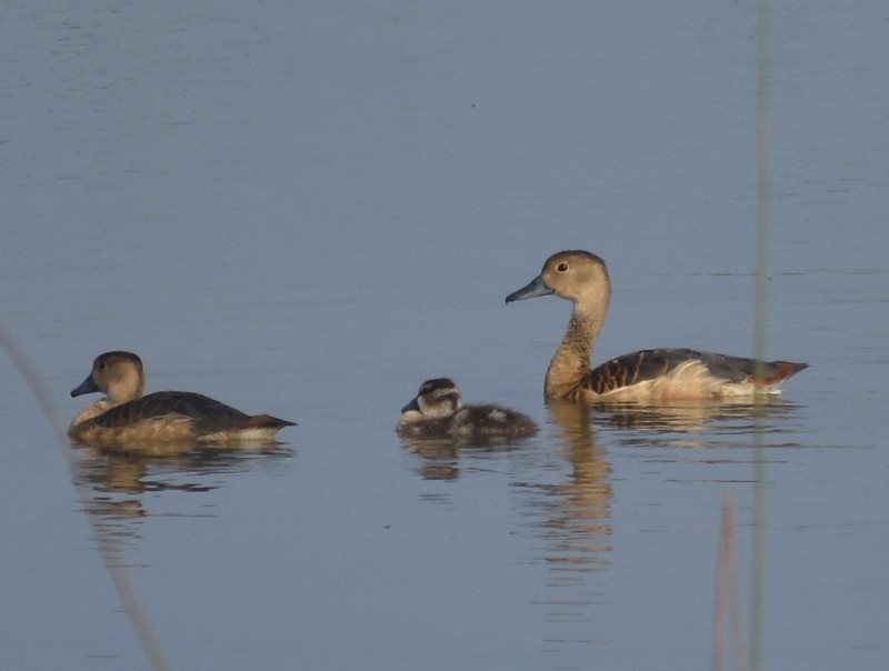 Lesser Whistling-Duck - ML645929984