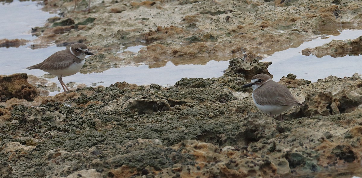 ウィルソンチドリ - ML645929986