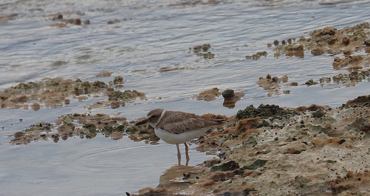 ウィルソンチドリ - ML645929989