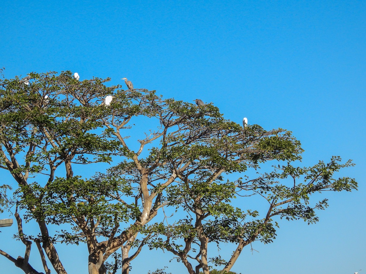 Garza Azulada - ML645929992