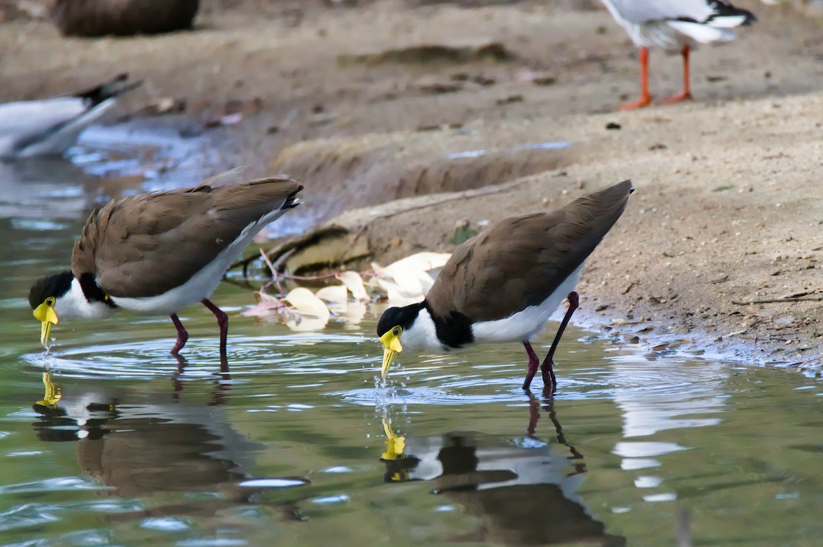 Hegabera maskaraduna - ML645930003