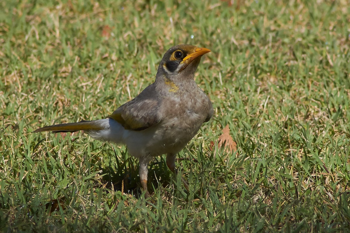 Yellow-throated Miner - ML645930011