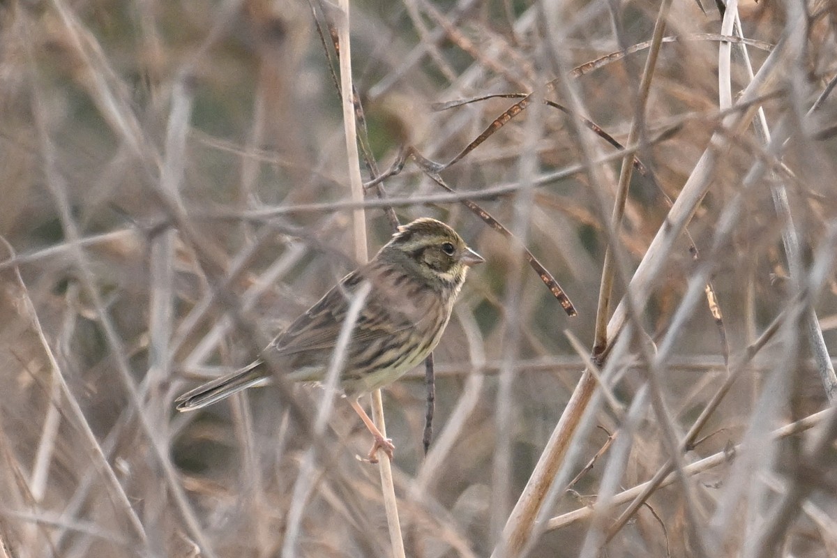 Berdantza musubeltza - ML645930014