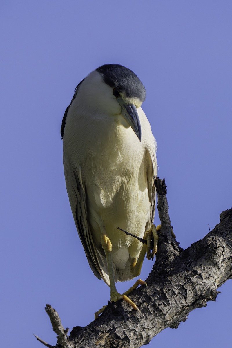 Amiltxori arrunta - ML645930015