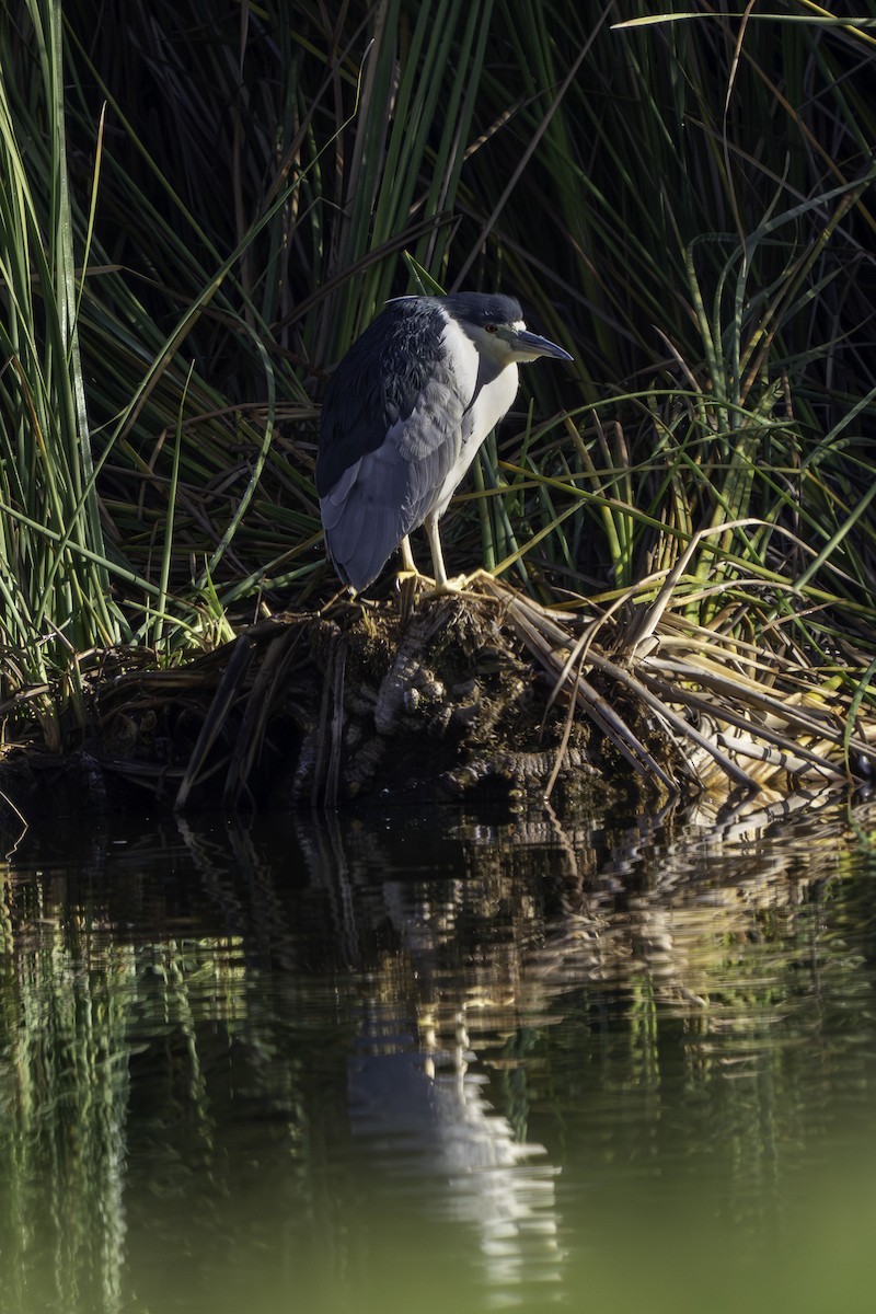 Black-crowned Night Heron - ML645930016