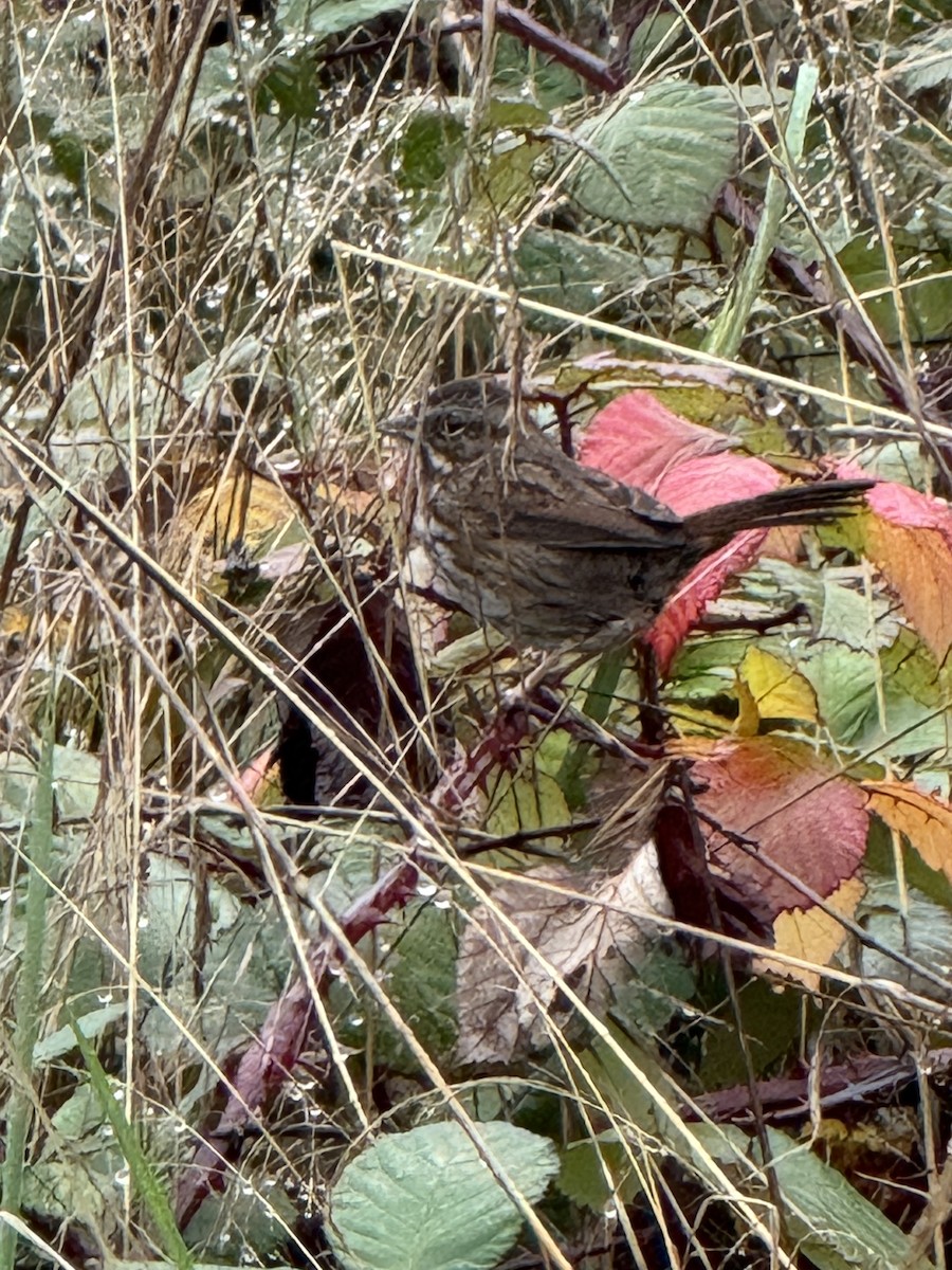 Song Sparrow - ML645930017
