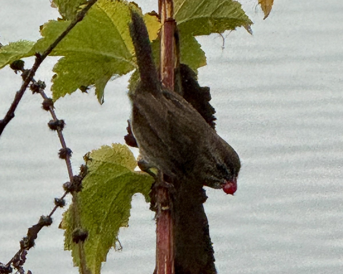 Song Sparrow - ML645930018