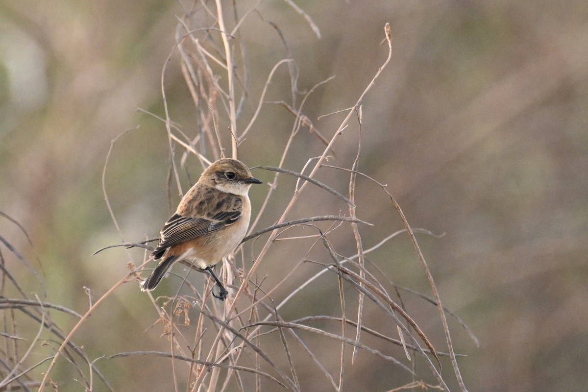 Pitxartxar mantxuriarra - ML645930019