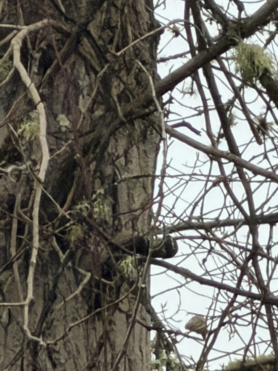 Hairy Woodpecker - ML645930020