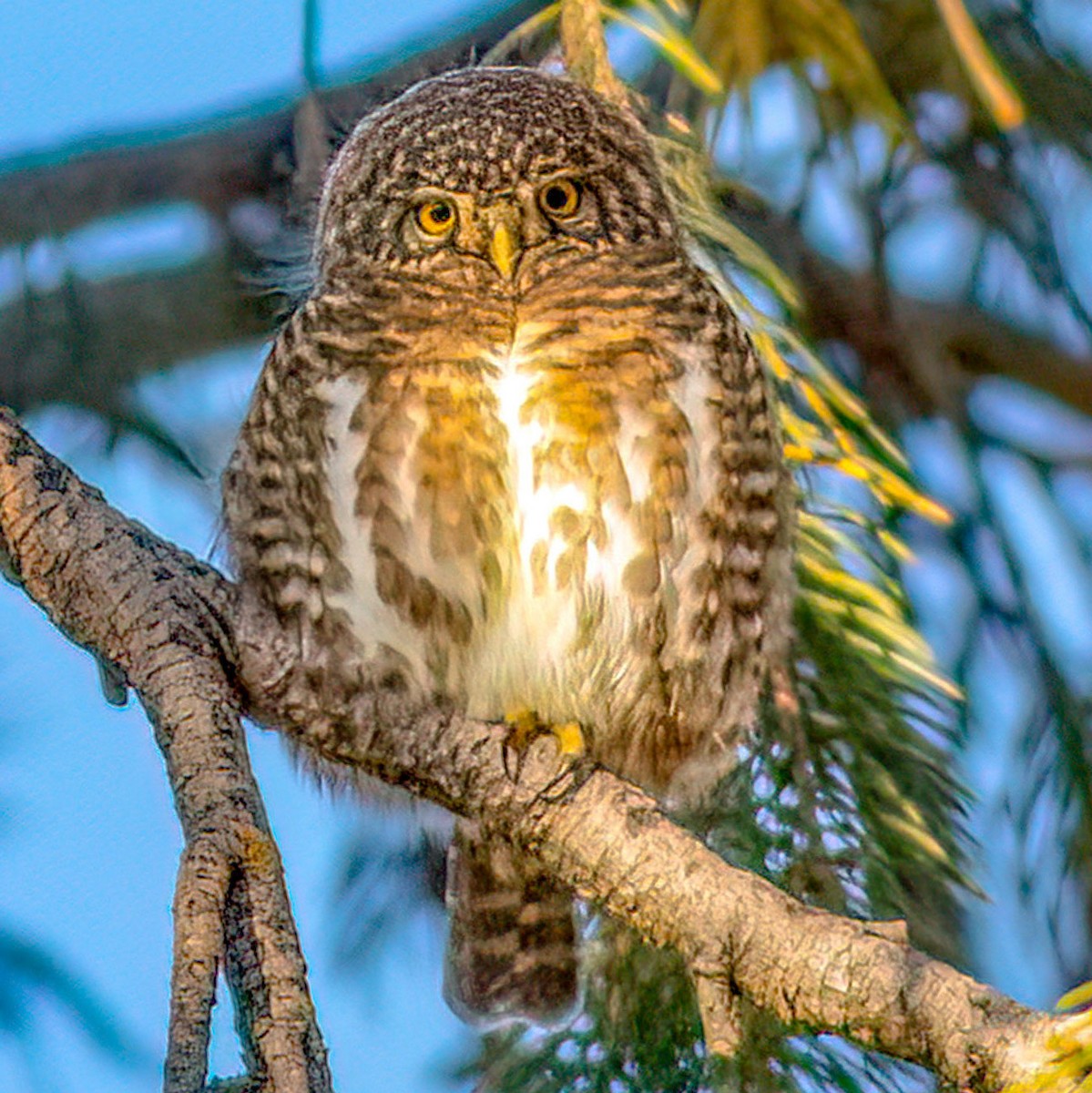 Collared Owlet - ML645930021