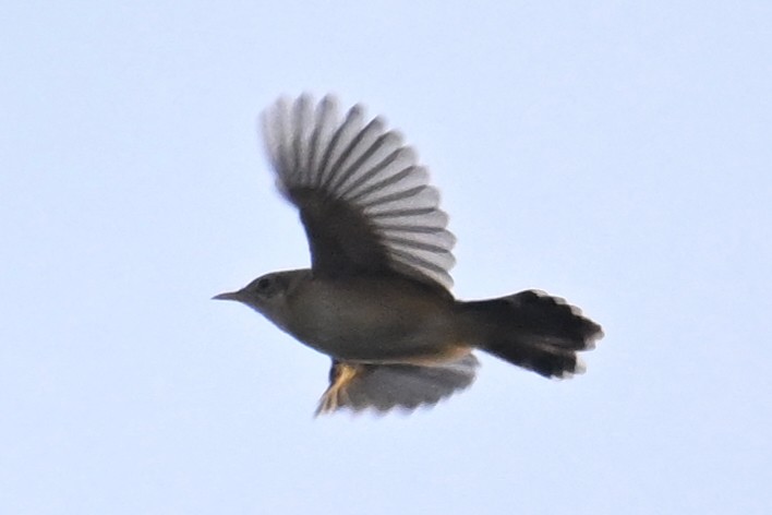 Ihi-txoria - ML645930022