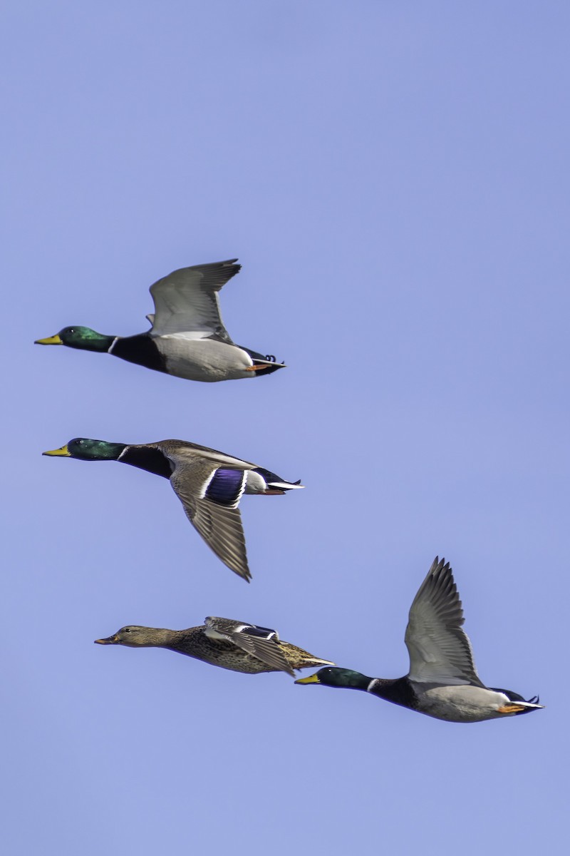 Basahatea - ML645930023