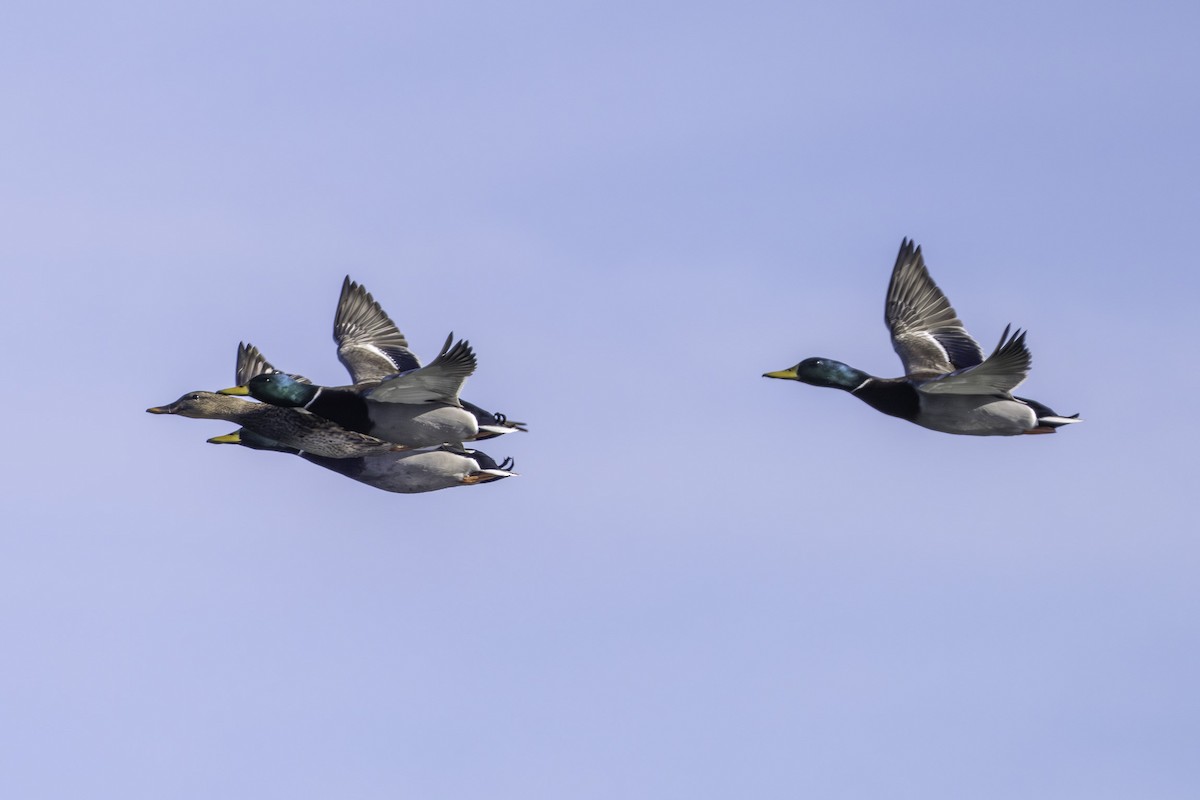 Basahatea - ML645930024