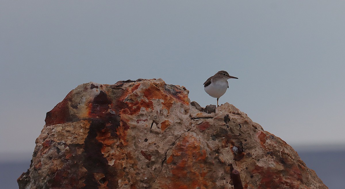 Kuliska orbanduna - ML645930025