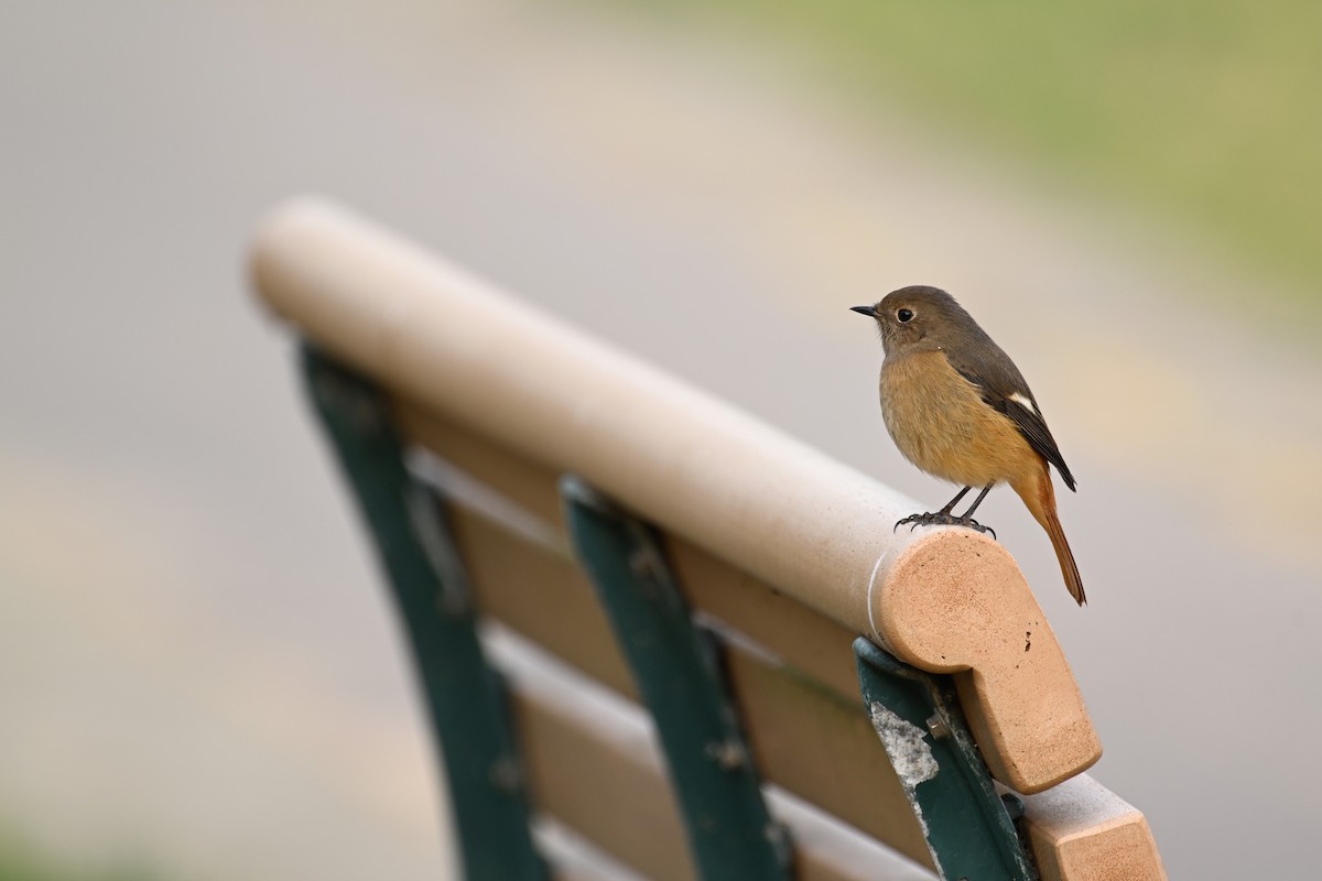 Buztangorri dauriarra - ML645930026