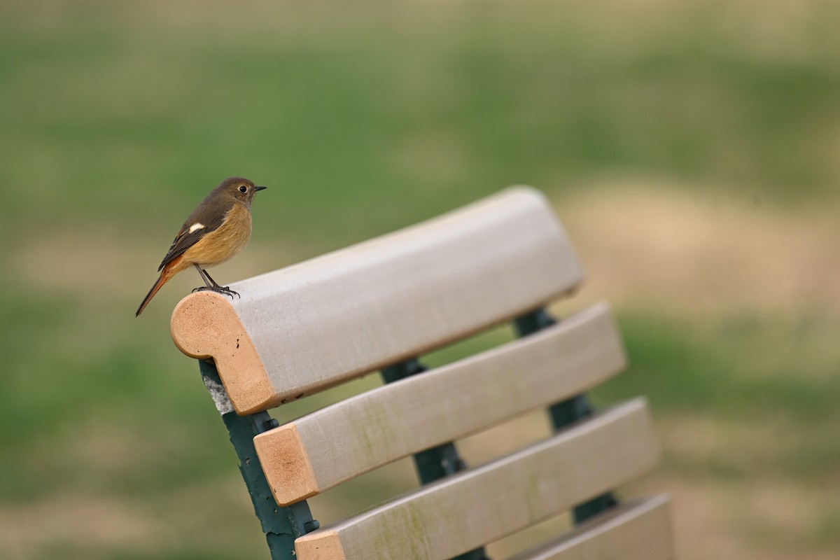 Buztangorri dauriarra - ML645930027