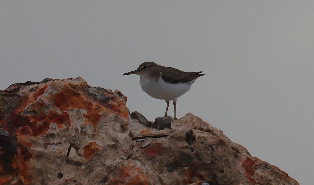 Kuliska orbanduna - ML645930028