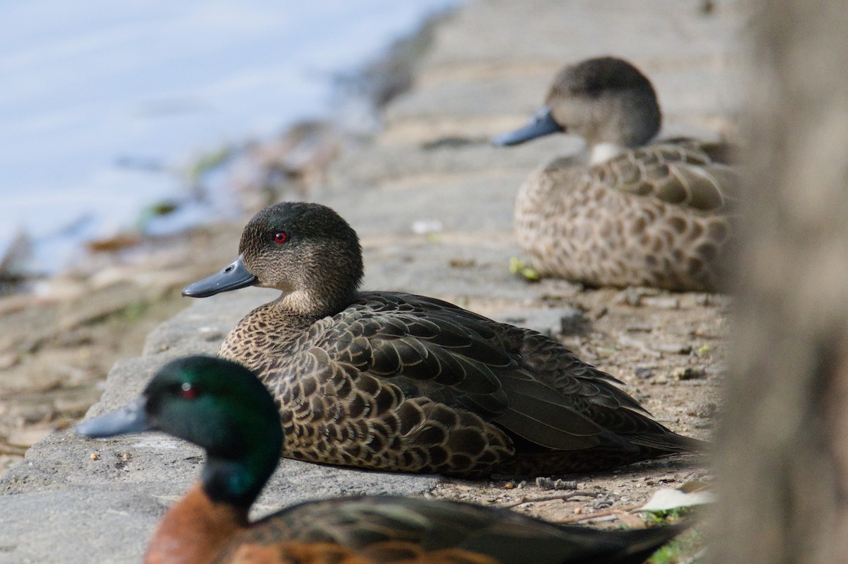 Zertzeta gaztainkara - ML645930029