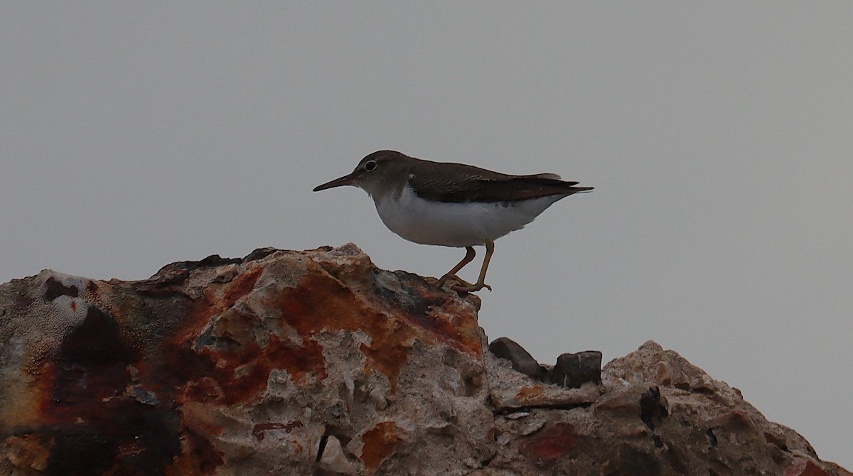 Kuliska orbanduna - ML645930030