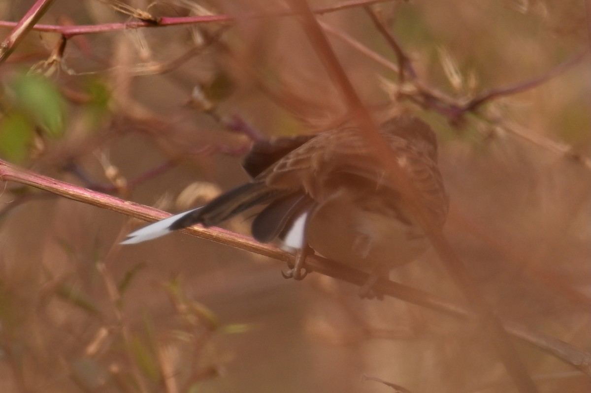 Berdantza musubeltza - ML645930031