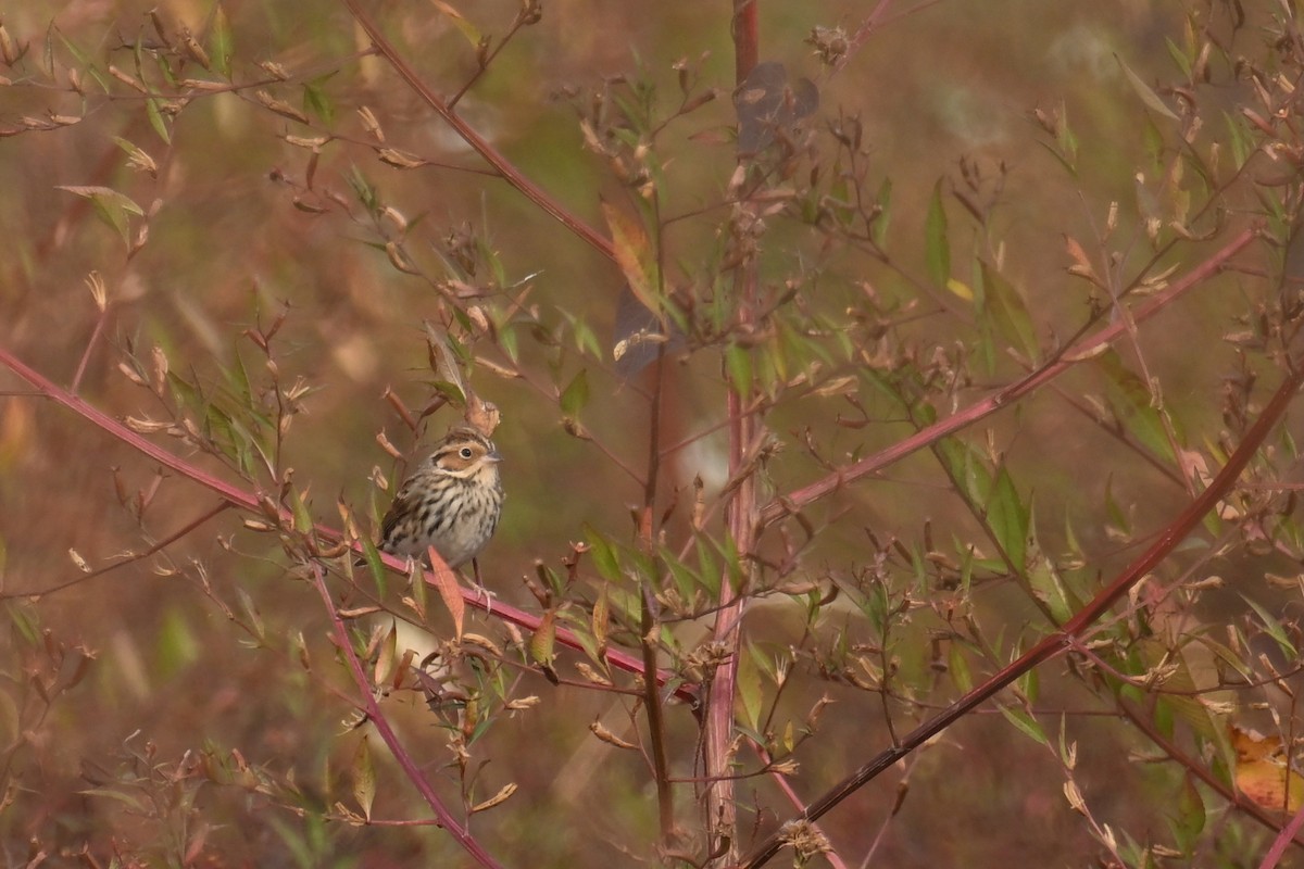 Berdantza txikia - ML645930032