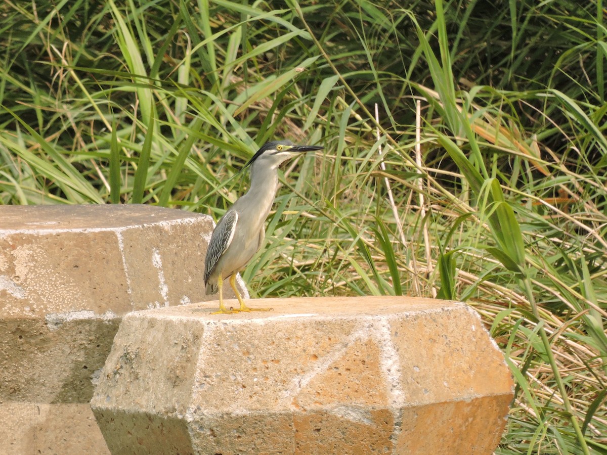 Little Heron - ML645930033