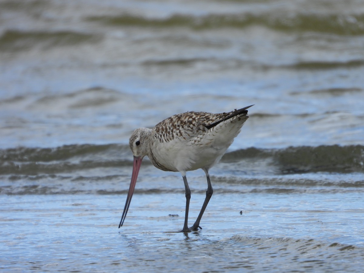 Kuliska gorria - ML645930034