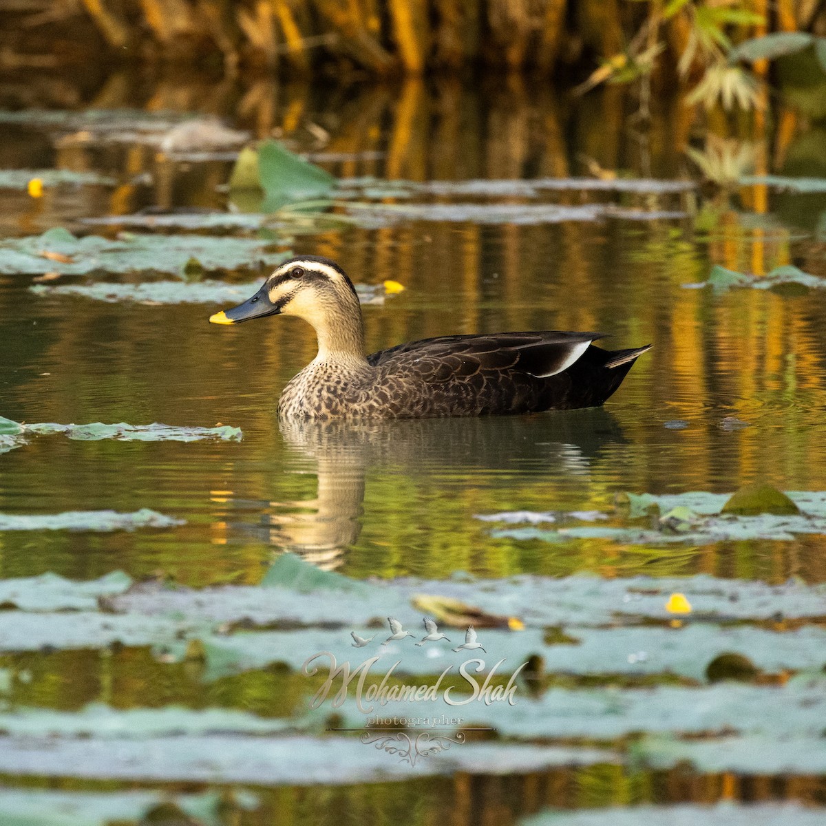 Ahate mokopikart txinatarra - ML645930035