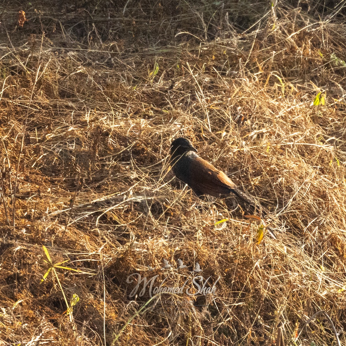 Greater Coucal - ML645930036