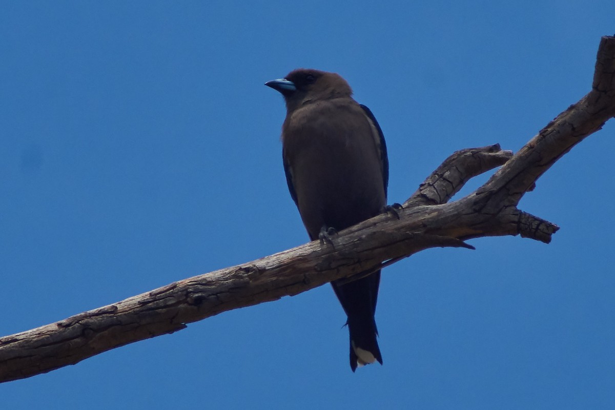 Dusky Woodswallow - ML645930039