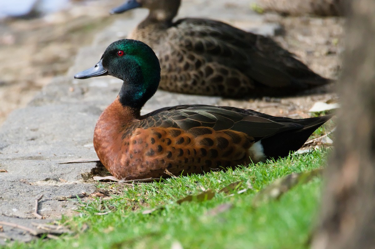 Kastanienente - ML645930040