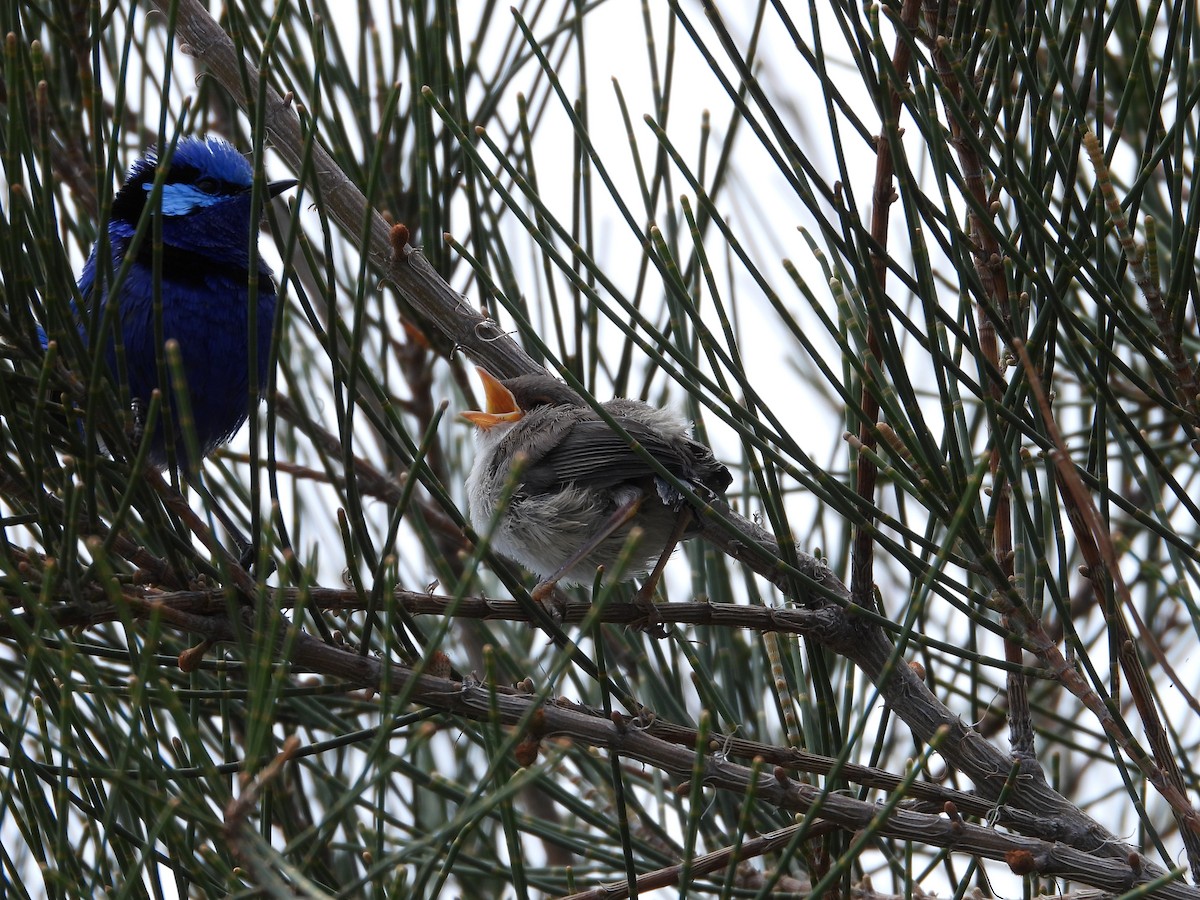 Türkisstaffelschwanz - ML645930041