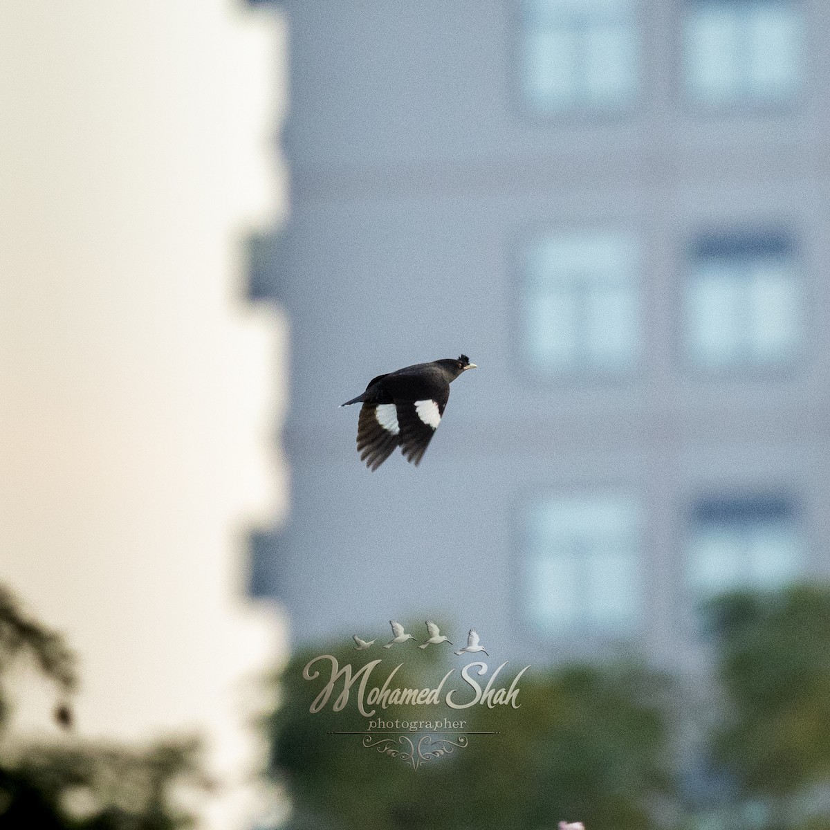 Hartxori gandorduna - ML645930042