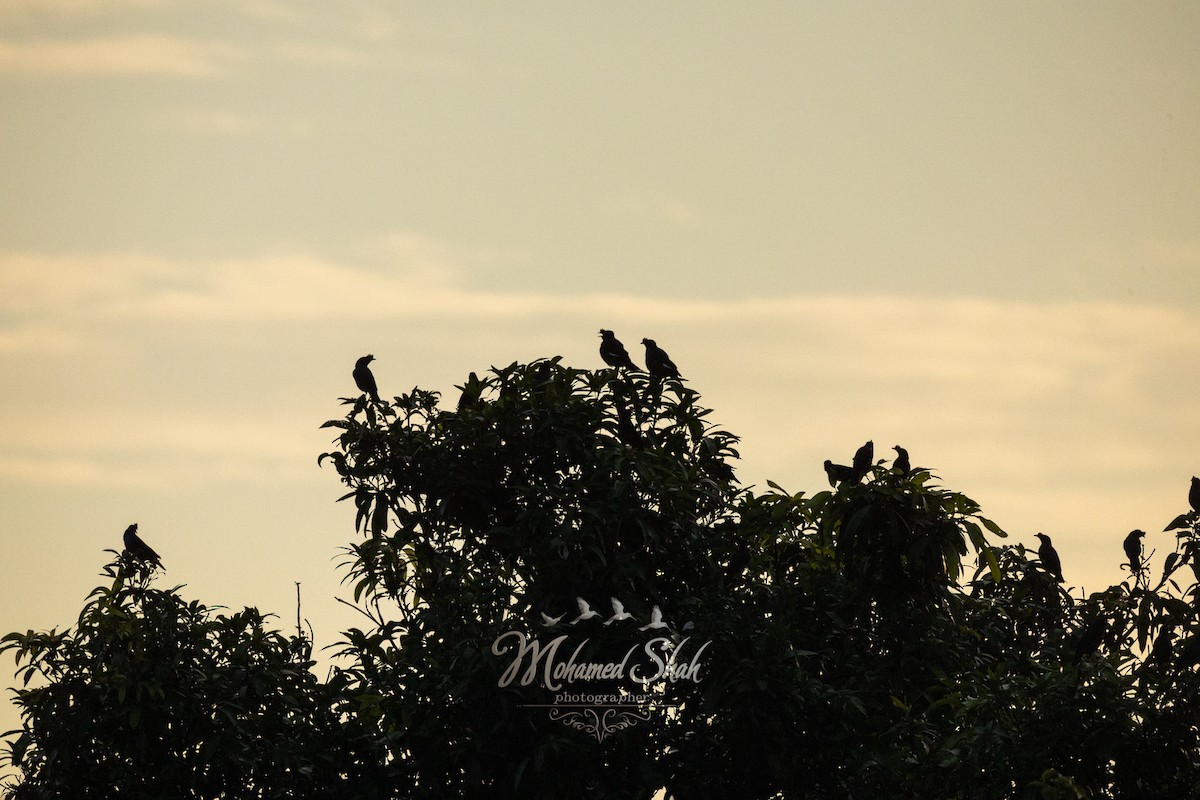 Hartxori gandorduna - ML645930043