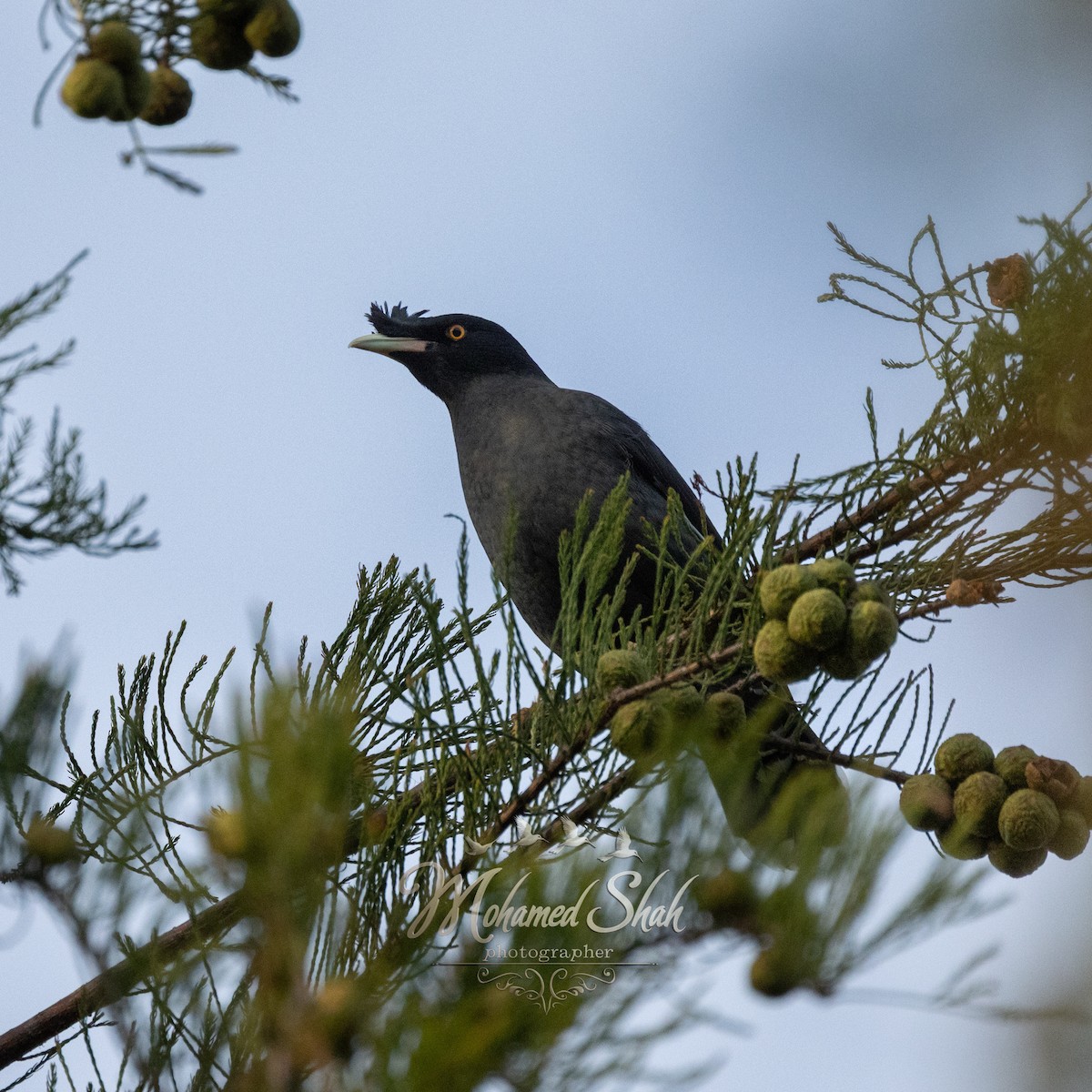 Hartxori gandorduna - ML645930044