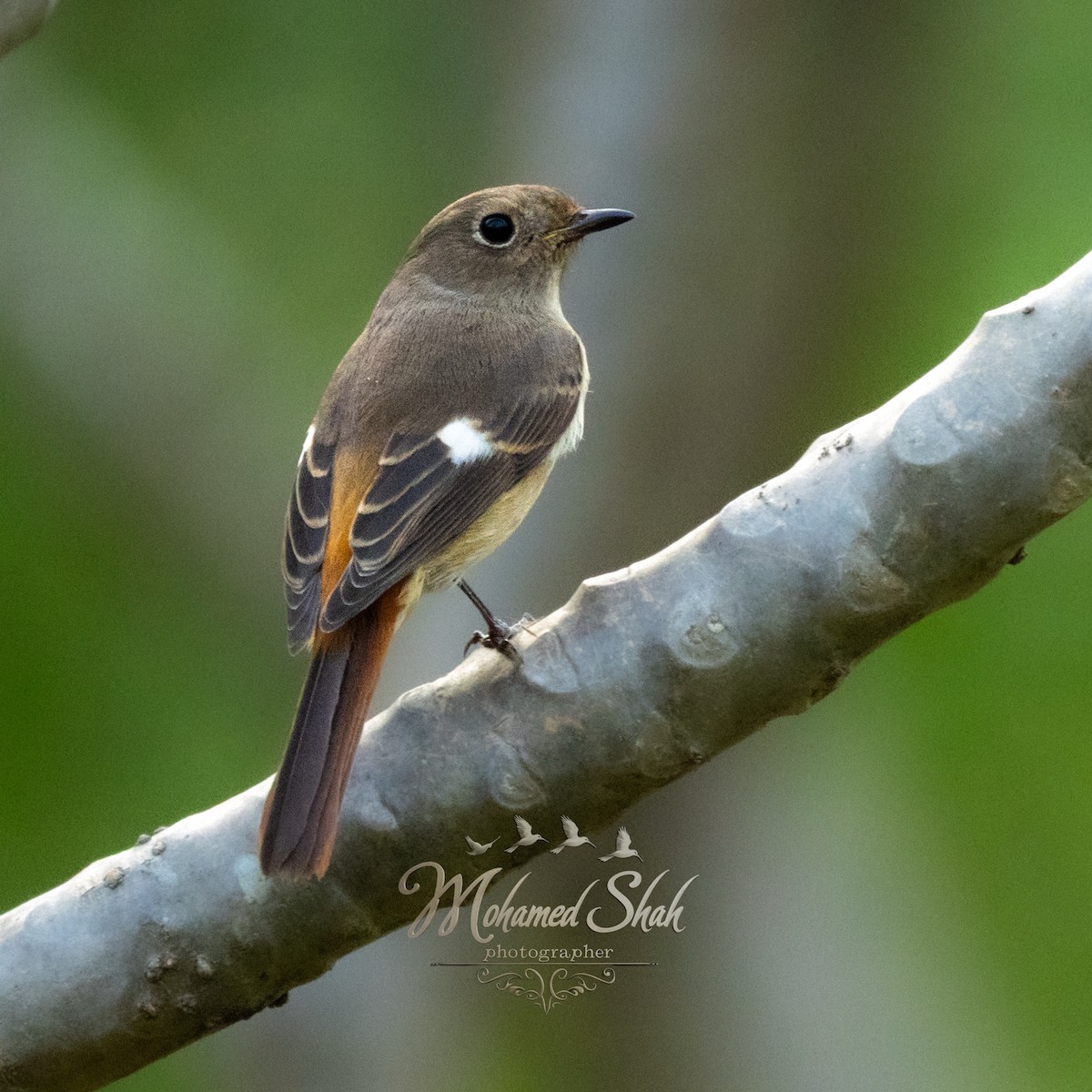 Buztangorri dauriarra - ML645930045