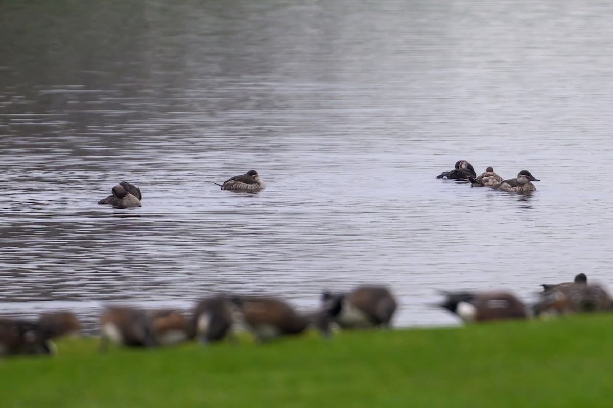 Ahate herdoiltsua - ML645930046