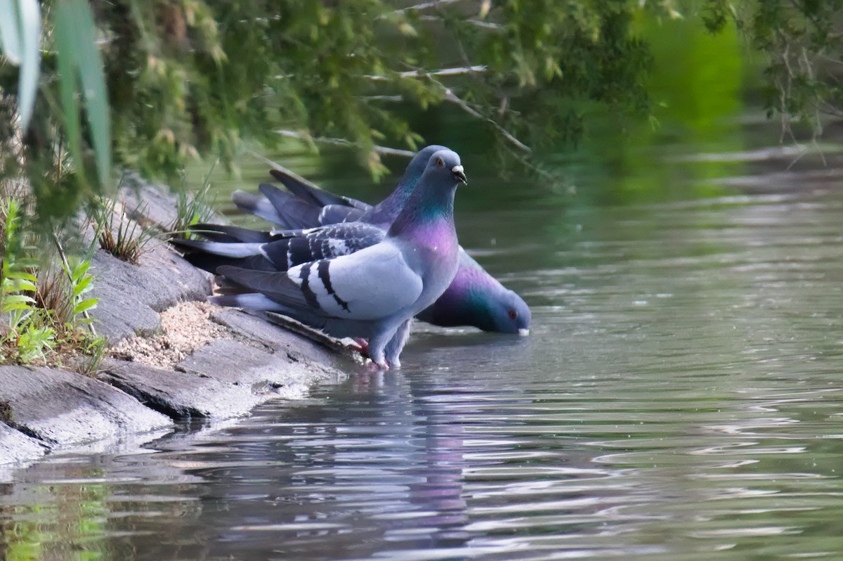 Felsentaube (Straßentaube) - ML645930047