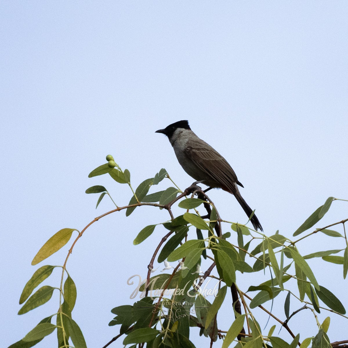 Rußhaubenbülbül - ML645930048